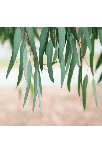 Eucalyptus Leaves hanging from tree