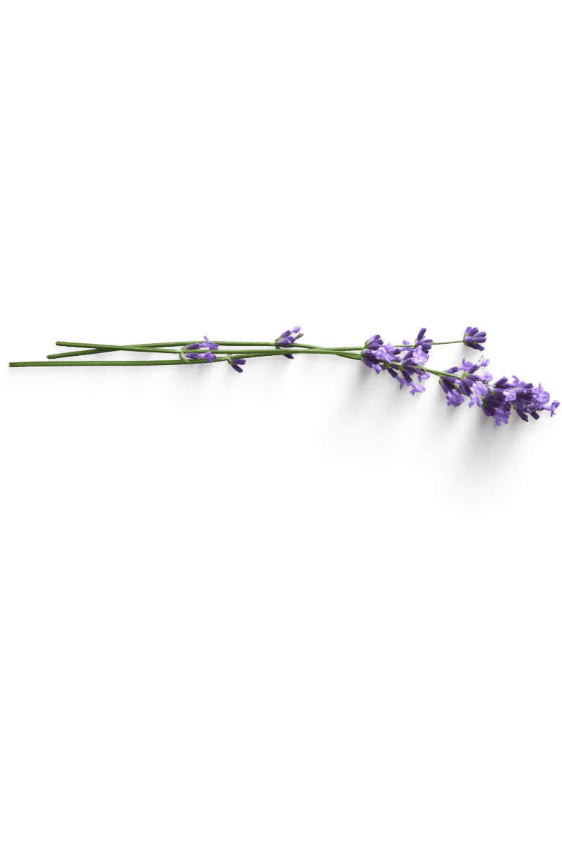 lavender flower 