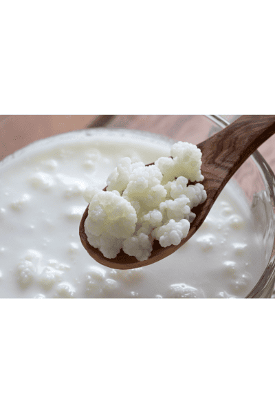 kefir grains